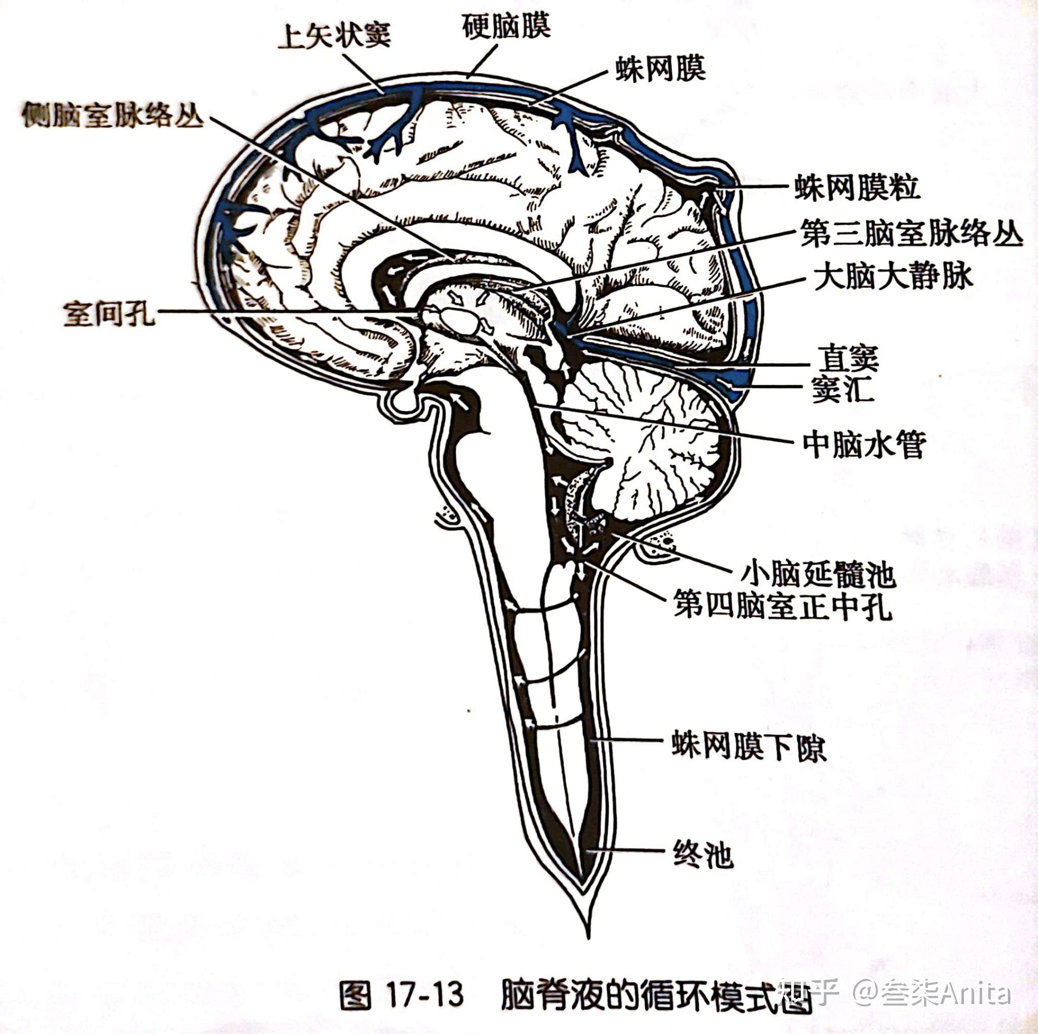 硬膜和蛛网膜的解剖图图片