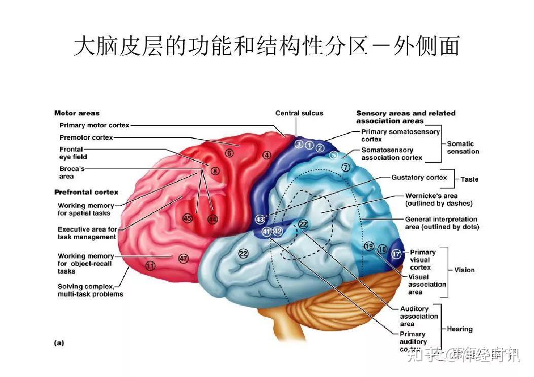 中枢神经系统解剖及功能【课件】 - 知乎