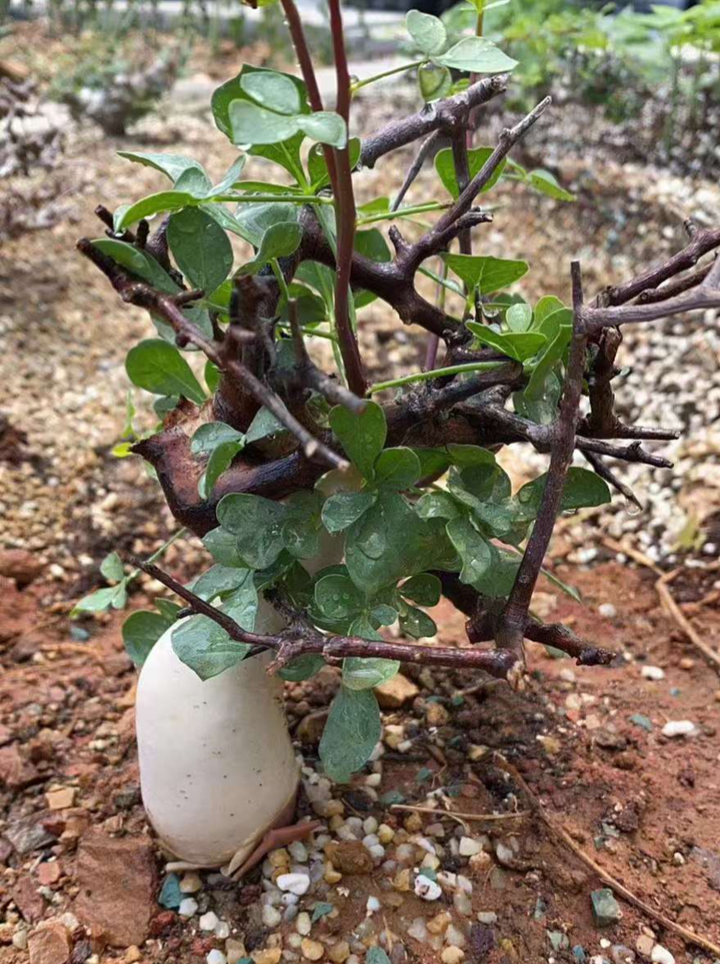 Cussonia Natalensis ウコギ科根塊コーデクス クッソニア ナタレンシス 今だけスーパーセール限定 クッソニア Cussonia Natalensis ウコギ科根塊コーデクス クッソニア ナタレンシス 今だけスーパーセール限定 クッソニア