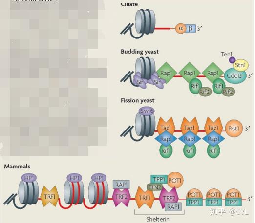 【文献翻译】How telomeres are replicated - 知乎