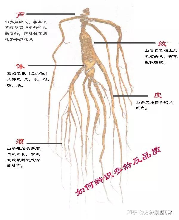 野山参应该怎么选？看克重还是年份？ - 知乎