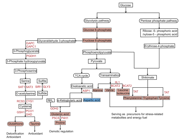 代谢组转录组关联分析应用思路