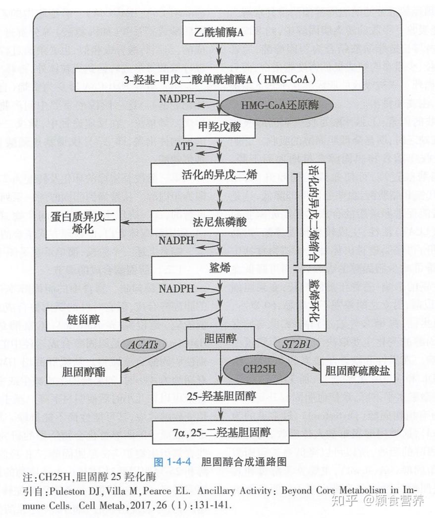 v2-044fae659b7021eb524120450294d7e9_r.jpg