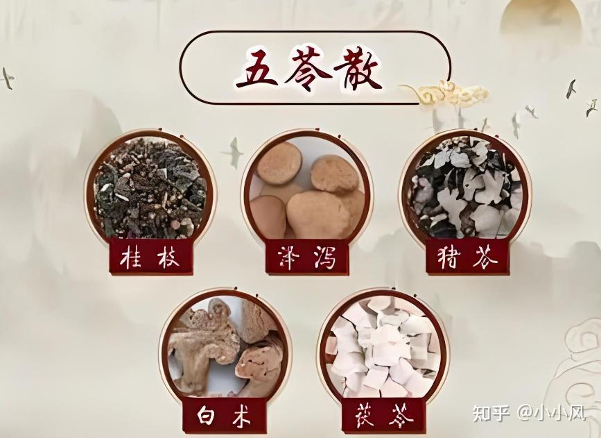 小小风说方剂-五苓散「利水渗湿 温阳化气」 - 知乎