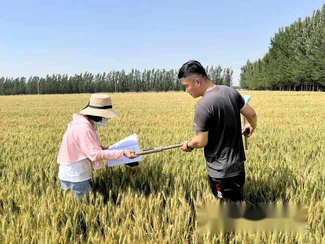 氣象保障糧食安全篇:糧豐農穩有底