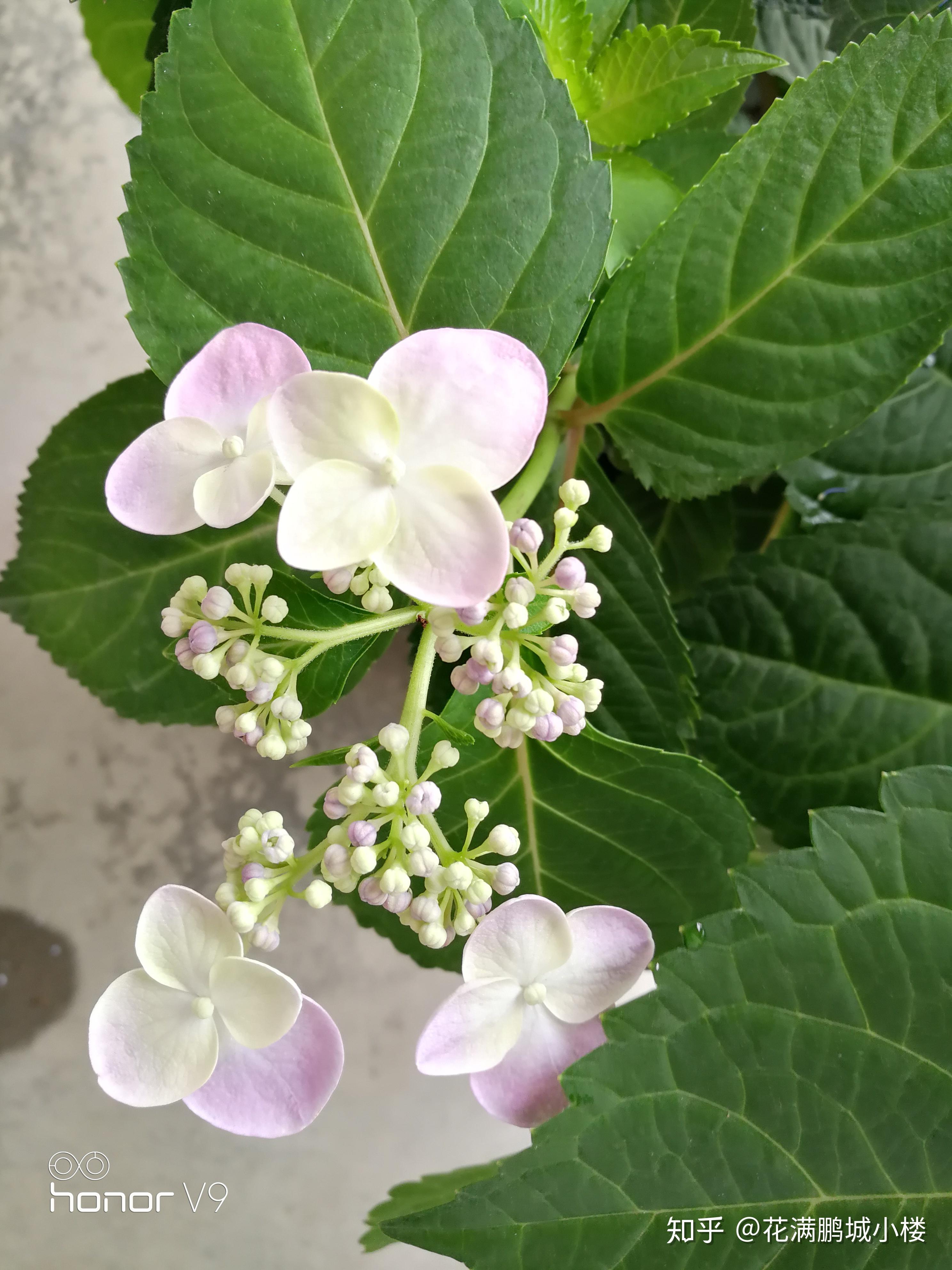 塔贝绣球特别的美