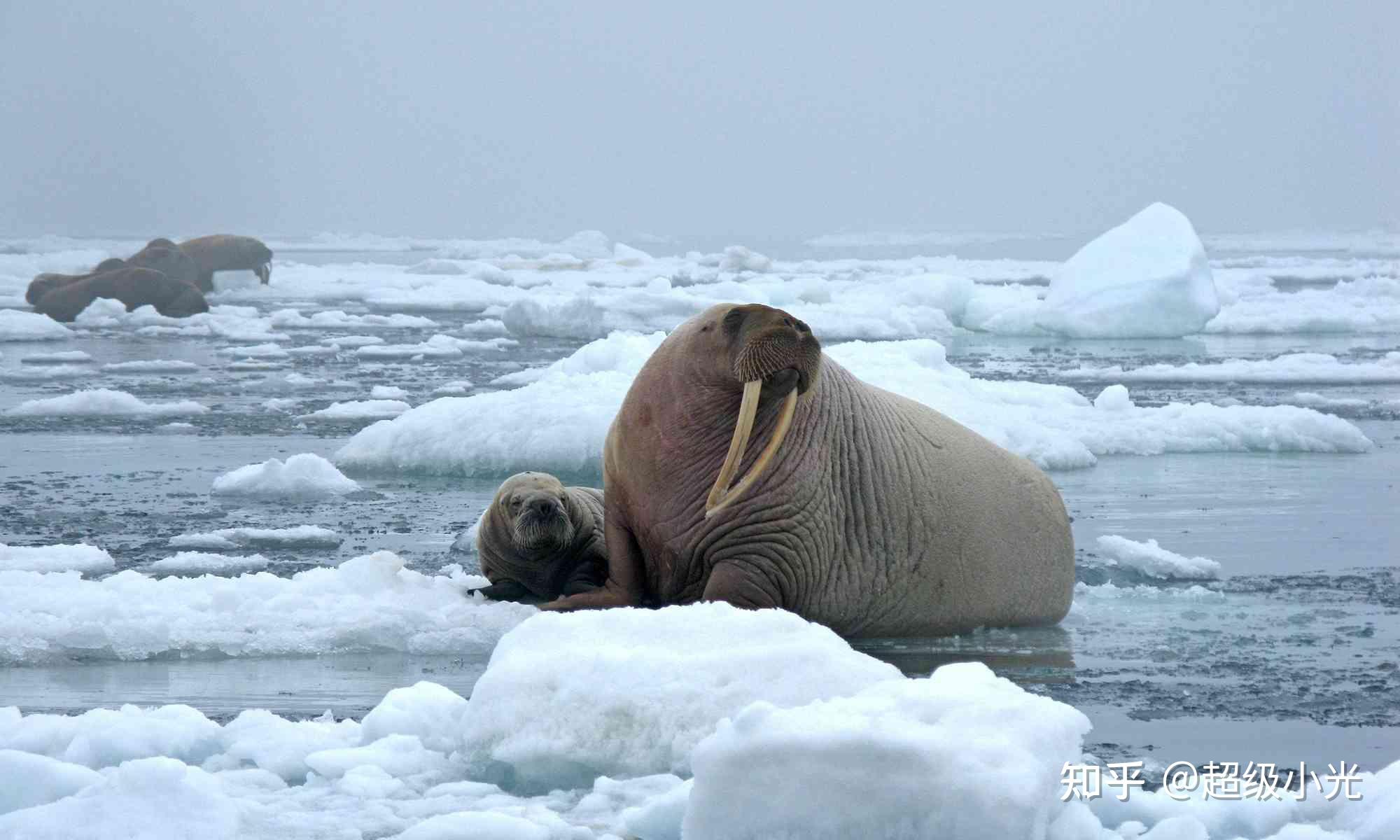 海洋哺乳动物海象