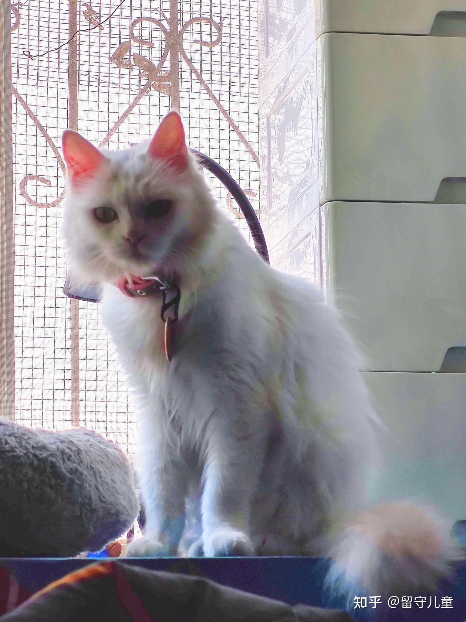 我家汤圆老好看了之前是只小野猫,感觉像狮子,又像安哥拉留守儿童