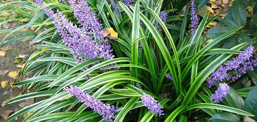 沙参麦冬丸配方 v2-047679e3c1d190b0bf3bbf2c7fa668e7_1440w.jpg?source=172ae18b