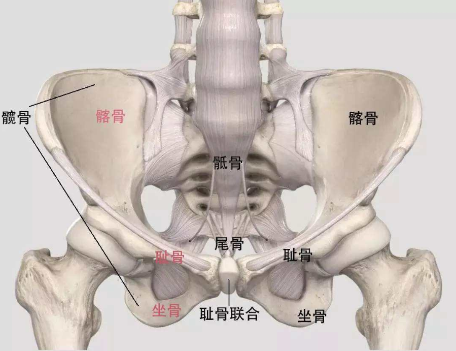 怀孕生产耻骨痛是骨盆出了问题吗 疼起来太要命 知乎