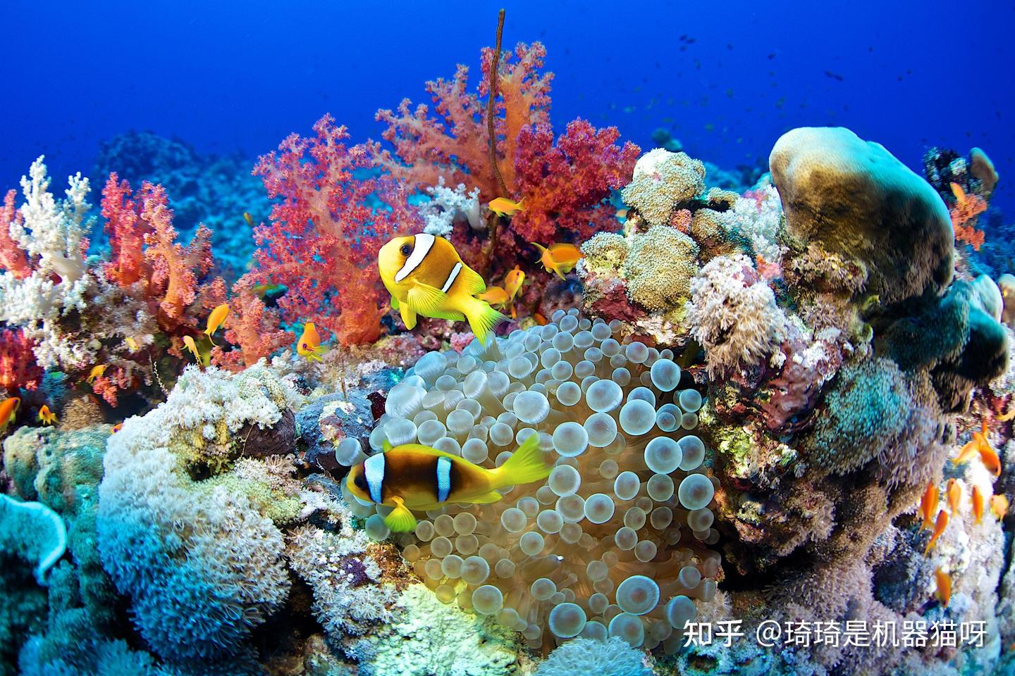 托福阅读精读指南 生物类 2 Coral Reef Communities - 知乎