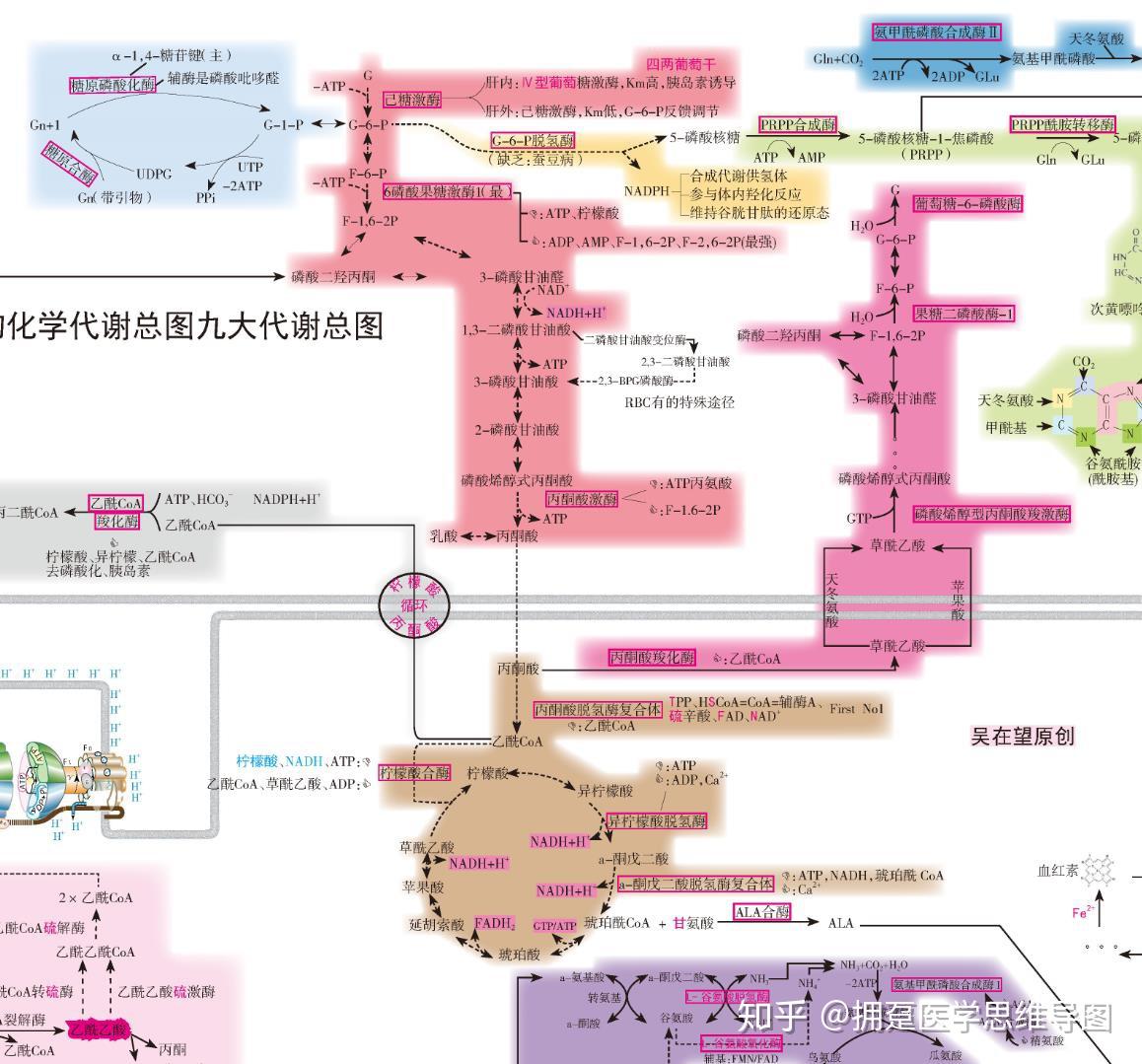 【医学生期末复习资料】生物化学九大代谢串联快速复习资料 - 知乎