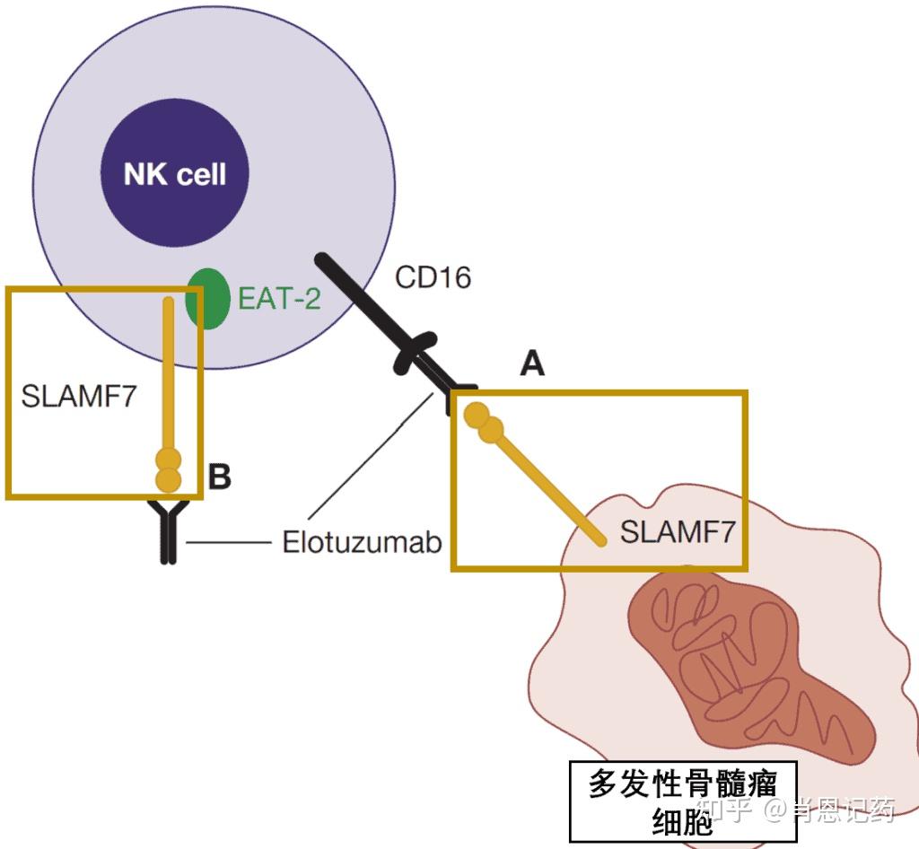Slamp7 Structure 记住所有FDA生物药 | SLAMF7双重调节剂 | Elotuzumab 依洛妥珠单抗 | 多发性骨髓瘤MM - 知乎