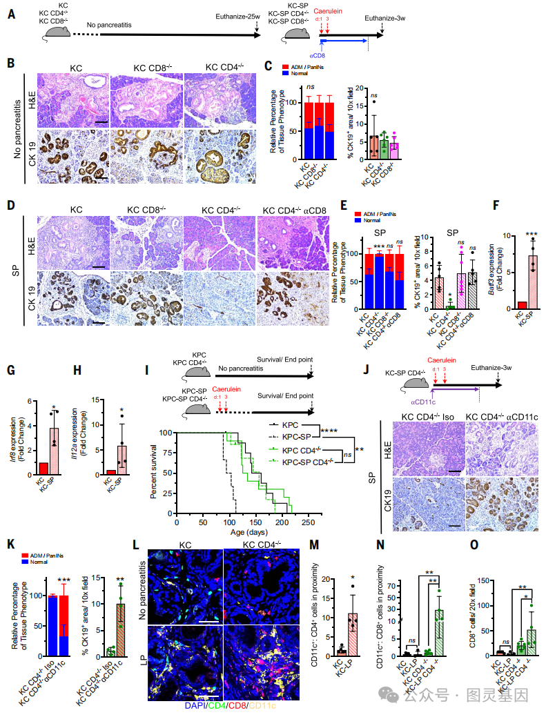 dendriticcellsfacilitateimmunotherapyinpancreaticcancer