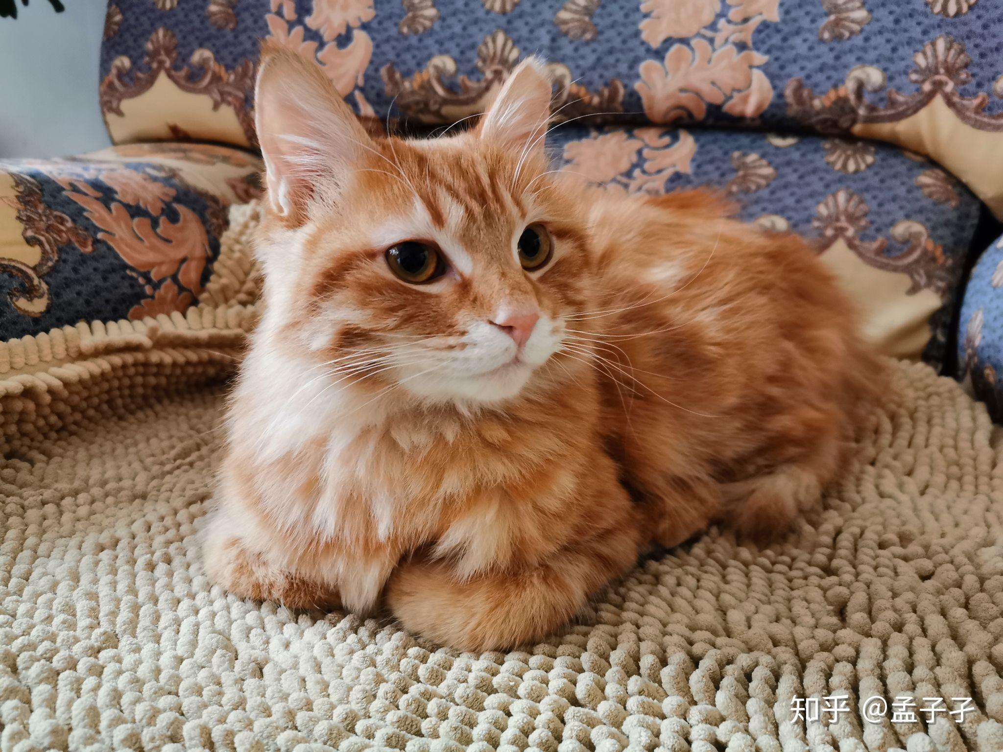 我家的小仙女(长毛橘猫)