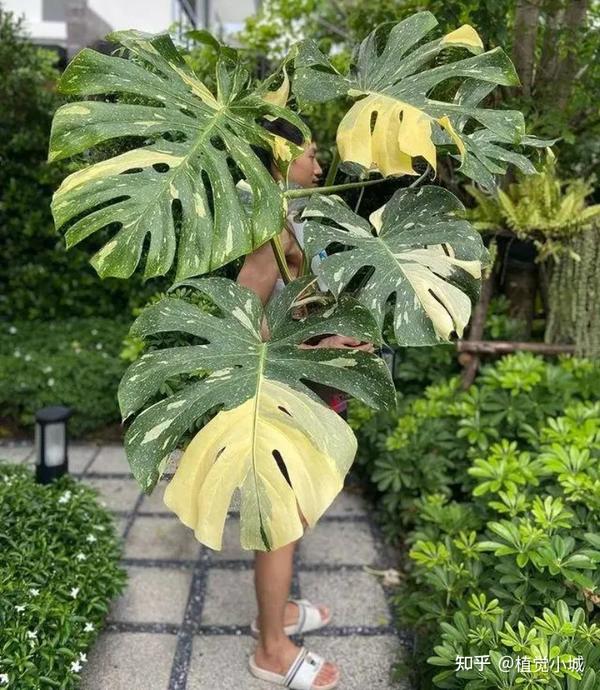 100种观叶植物 | No.5 龟背竹养护攻略 - 知乎