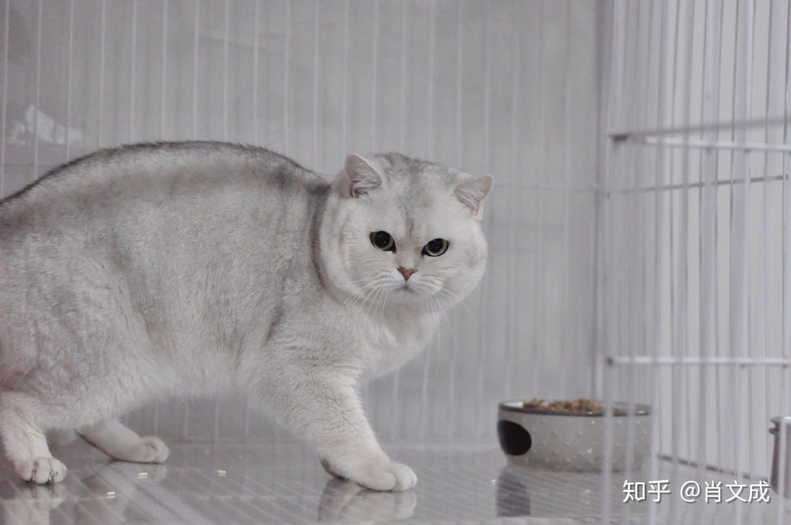 银渐层猫