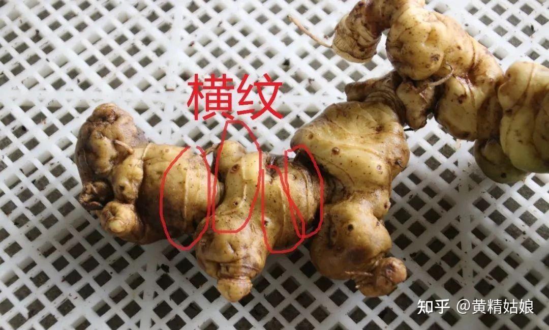 黄精品种不同食用效果也不同? - 知乎