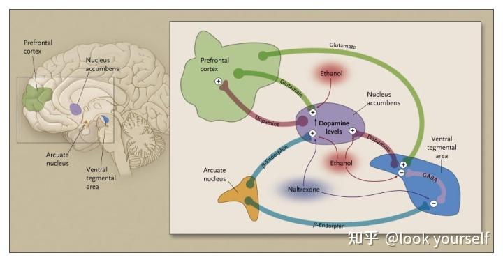 主要有 γ-氨基丁酸 (gaba),谷氨酸,多巴胺和鸦片系统