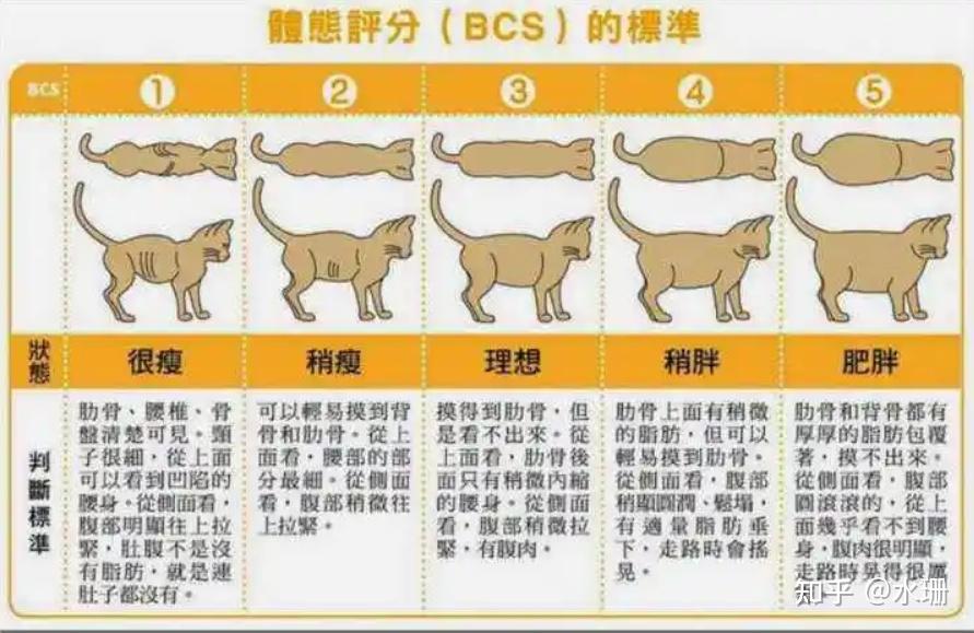 适合新晋铲屎官的猫咪体检方法！2分钟6个步骤，轻松给猫做体检 知乎