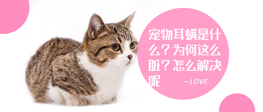 啥是耳螨 v2-049ffeeee8d81816f160388063ff02d1_1440w.jpg?source=172ae18b