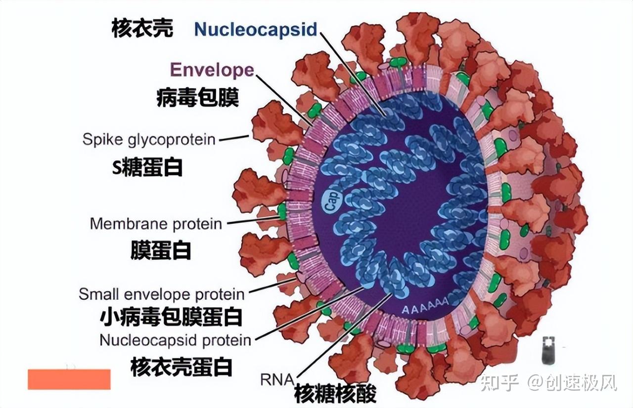 揭秘細胞與病毒之戰5分鐘看懂病毒感染的奧秘