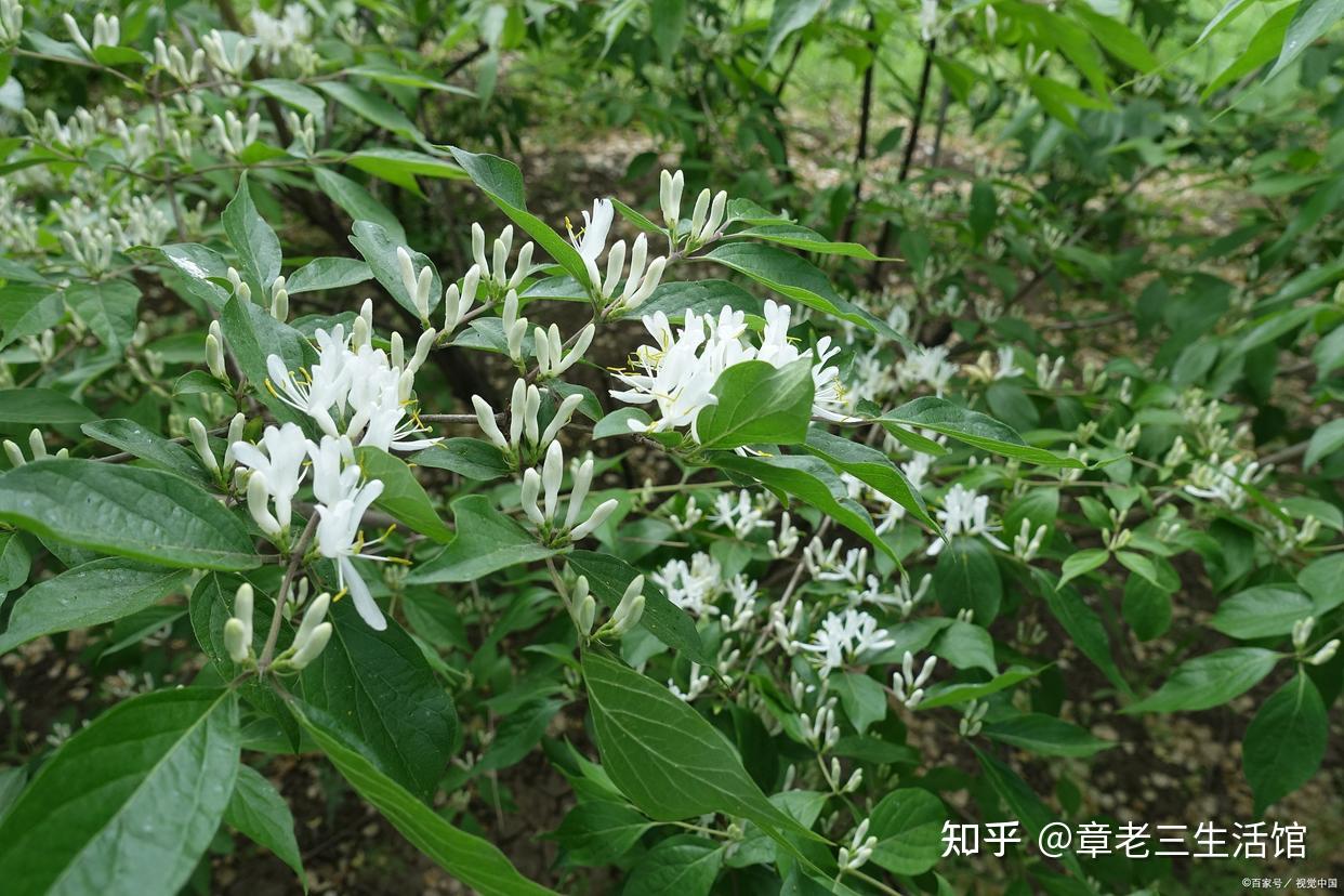 威灵仙的功效与作用 服用威灵仙对消鱼骨有用吗_百科知识_学堂_齐家网