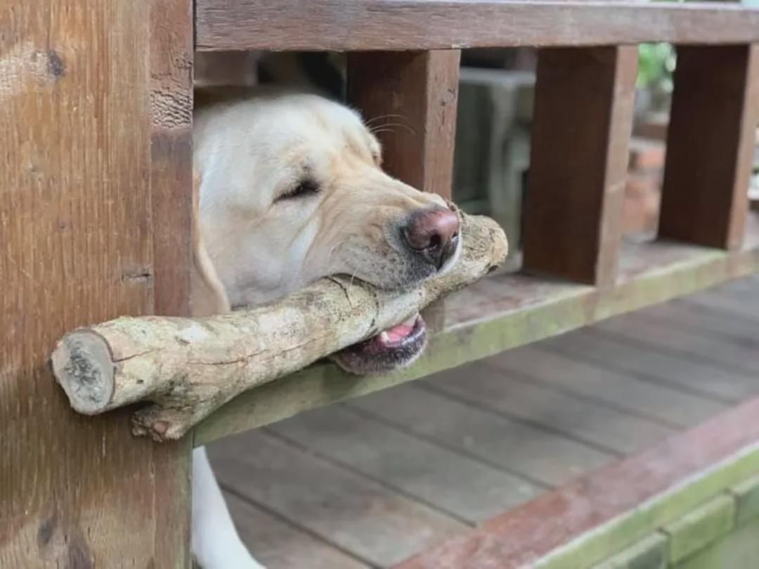 铲屎官以为养了一只傻狗,直到它叼木头被卡住后