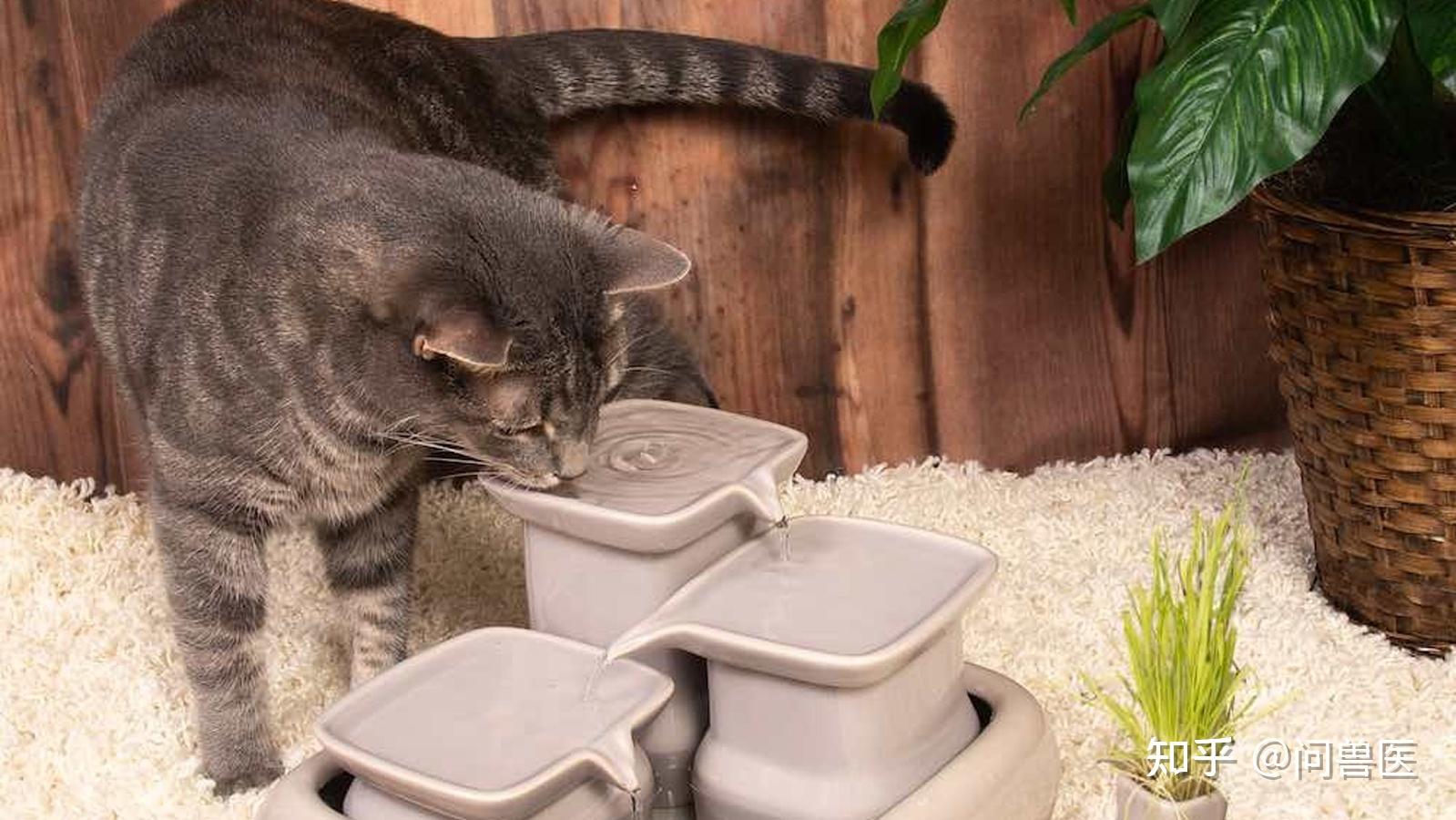 猫不爱喝水的原因易患疾病和解决办法