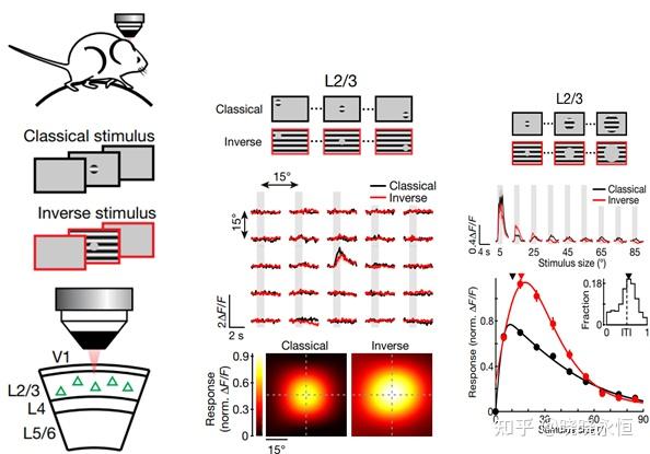Feedback generates a second receptive field in neurons of the visual ...