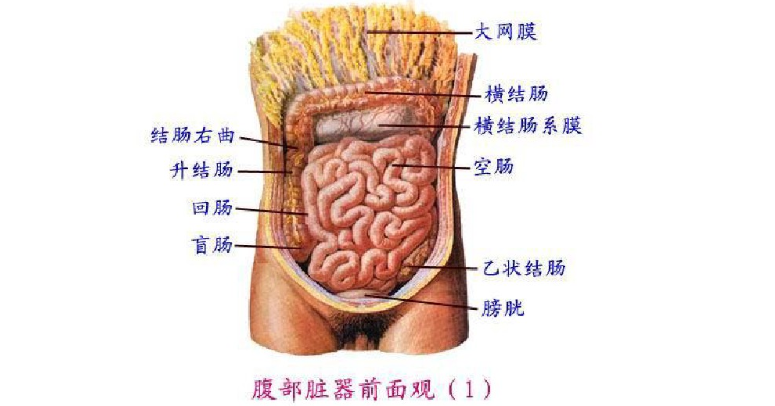 医学生期末复习资料 人体解剖学模拟试卷 二 知乎 医学生期末复习资料 人体解剖学模拟试卷 二 知乎