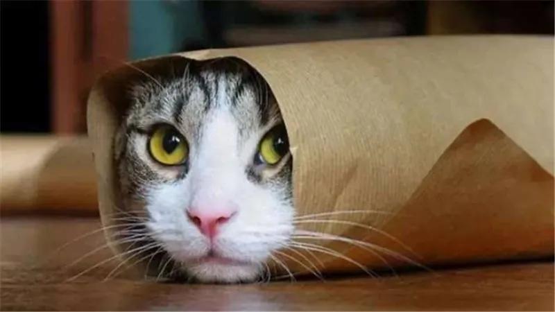 如何正确撸猫？如何与猫咪互动？撸猫指南大全 - 知乎