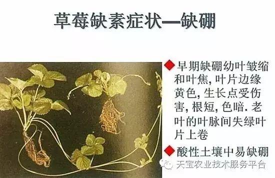最全缺硼高清图谱