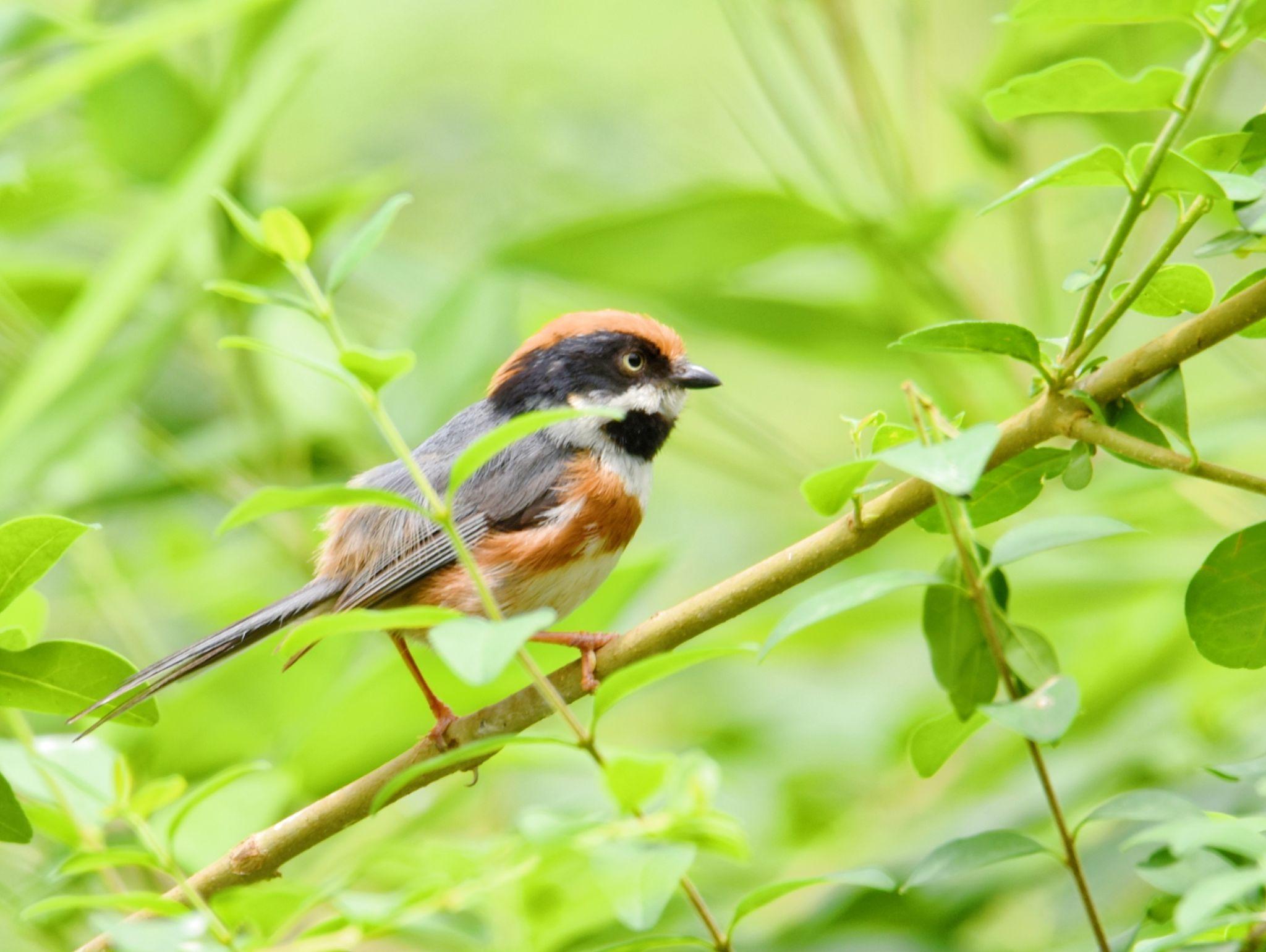 山雀动物精灵鸟