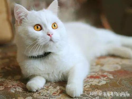 猫咪 阴阳眼 能够通灵的 知乎