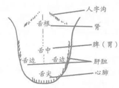 为什么老中医要看你的舌头 舌头原来是人体健康的 放大镜 知乎