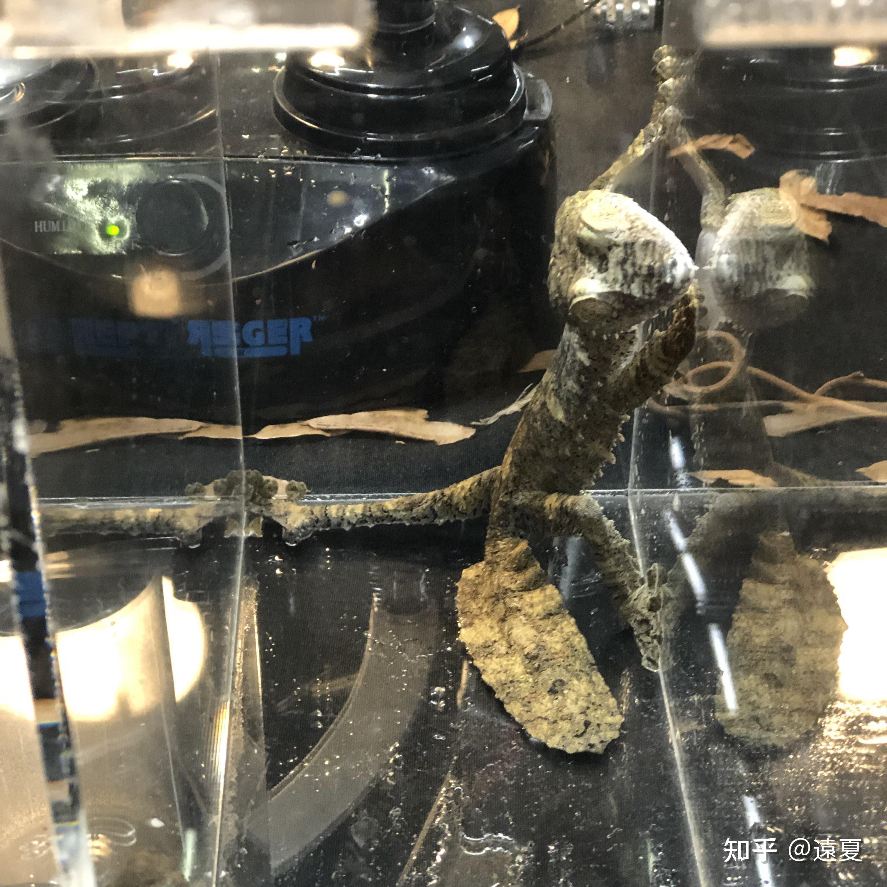 鞭蝎小型饲养箱的价格,和我们这也差不多地毯蟒来自亚马逊的牛奶蛙,是