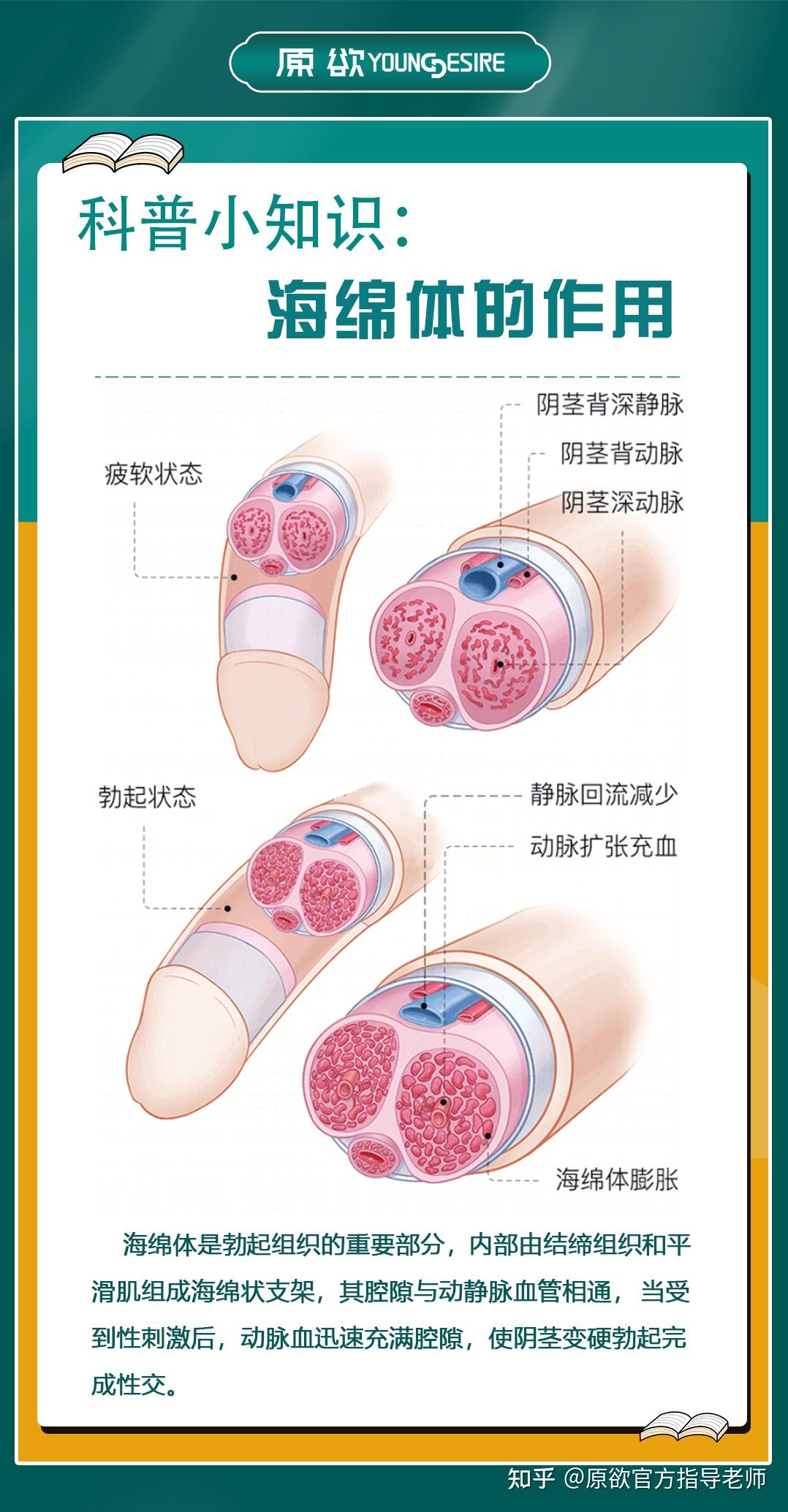 海绵体的作用