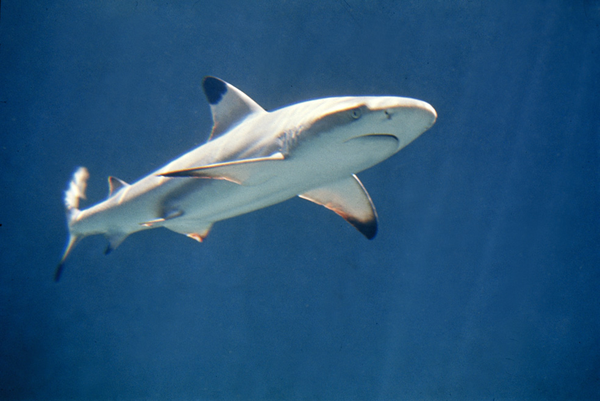 melanopterus),又名黑翼鲨,黑鳍鲨或黑鳍礁鲨,俗称污翅白眼鲛,是一种