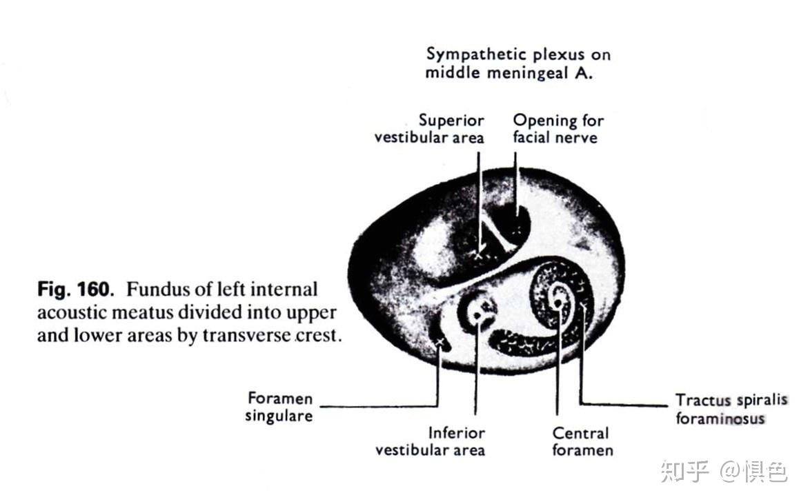 乳突孔(mastoid foramen)foramen mastoideum = mastoid foramen乳突
