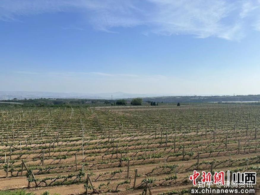 鲜酒文化节开幕 煤炭之乡山西乡宁“一瓶酒”邀客醉游酒庄 - 知乎