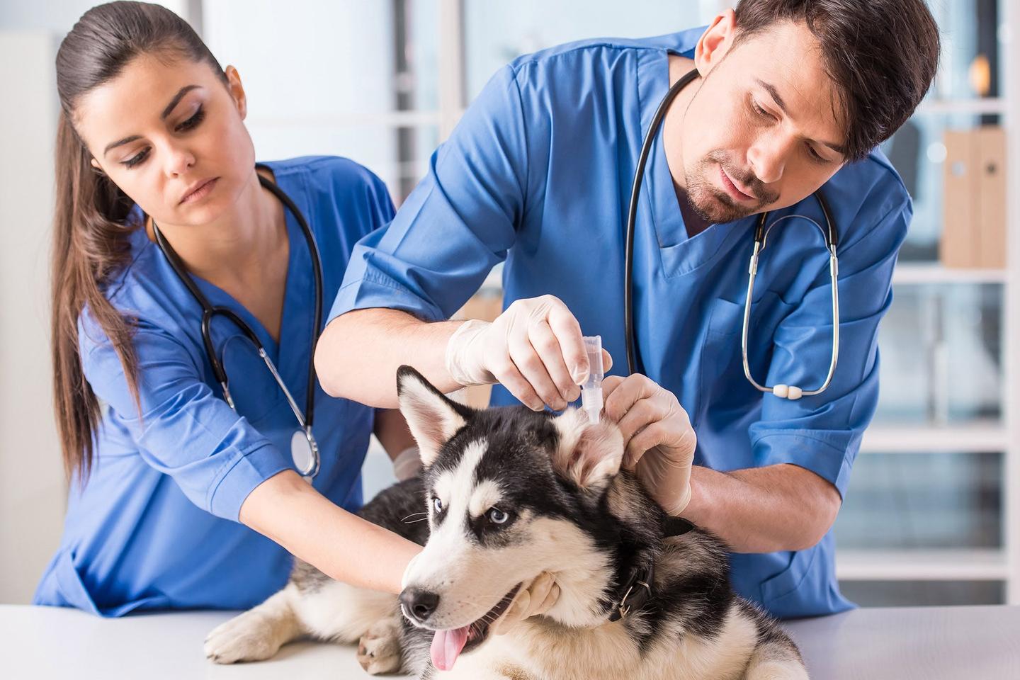 加拿大的動物護理專業怎麼樣為你詳細解讀動物護理專業的教學內容錄取