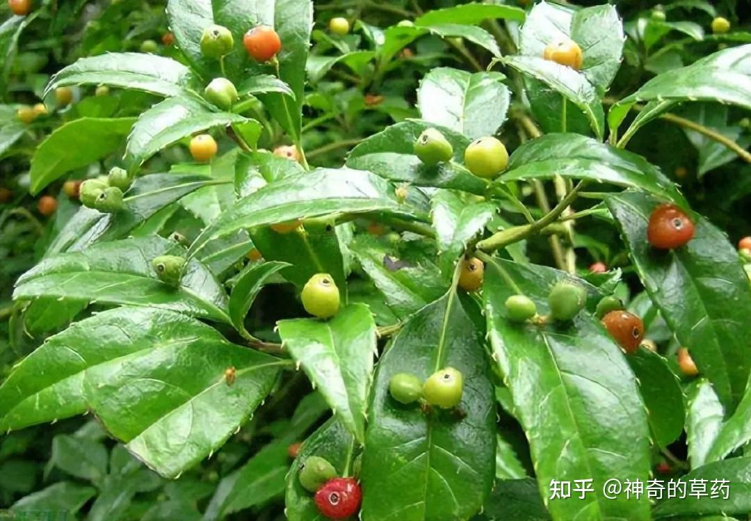 中药材:小通草 - 知乎