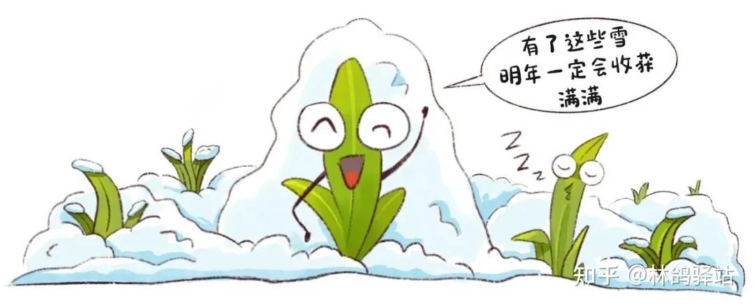 节气之大雪二可以储存来年生长所需水分;三能冻死土壤表面的一些虫卵