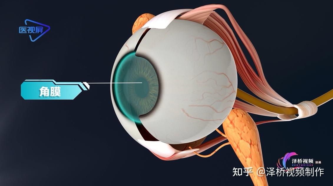 揭秘人体的奥秘眼球的结构