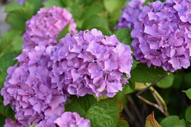 v2-0516c9ec662527a5ee650e7d683a300a_1440w.jpg?source=172ae18b