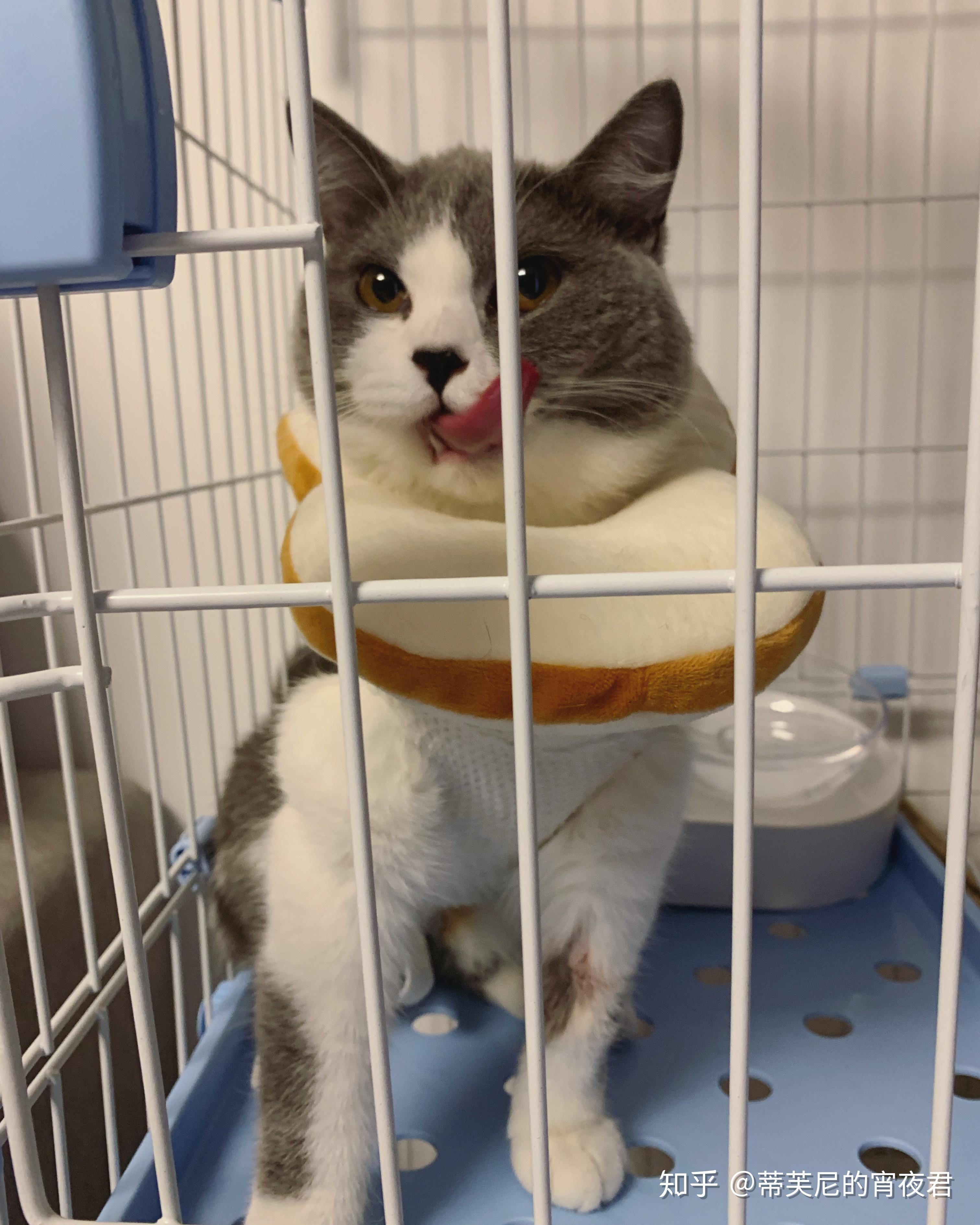 我的雌雄同体双性猫029069♀15