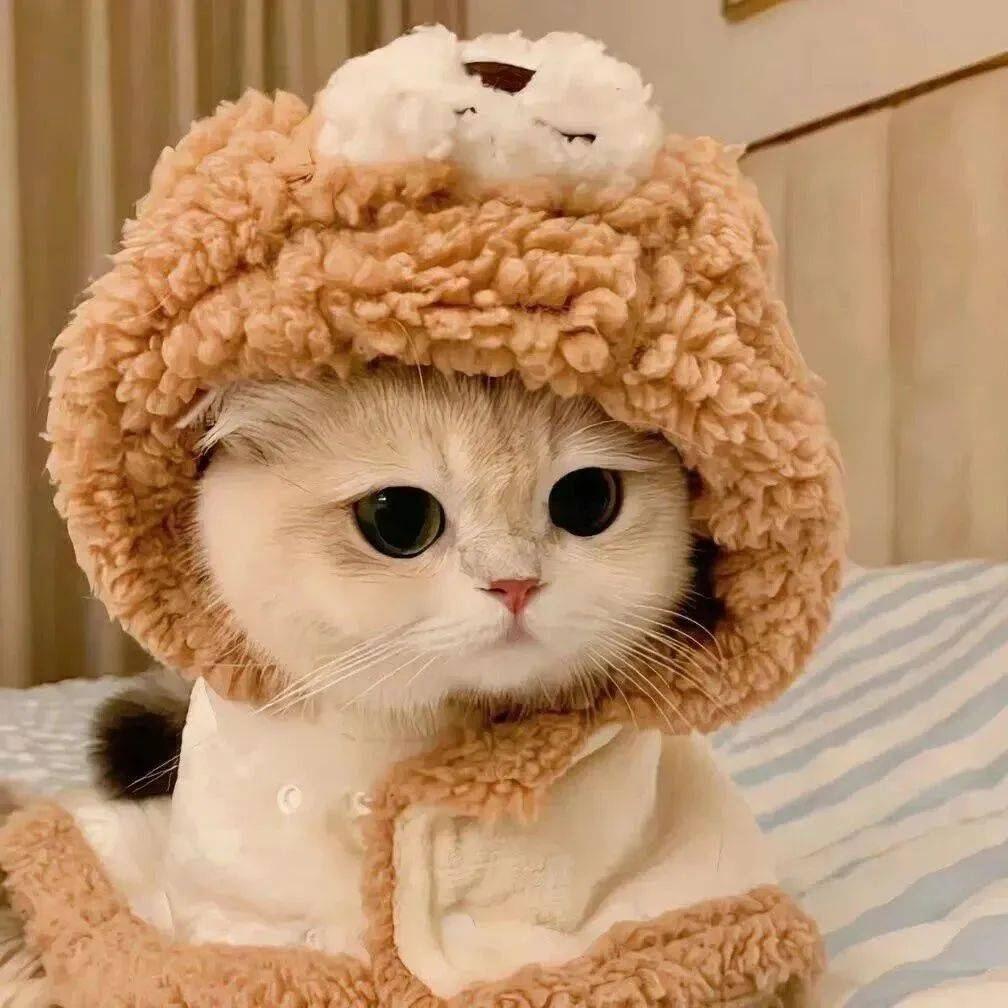 数码小猫