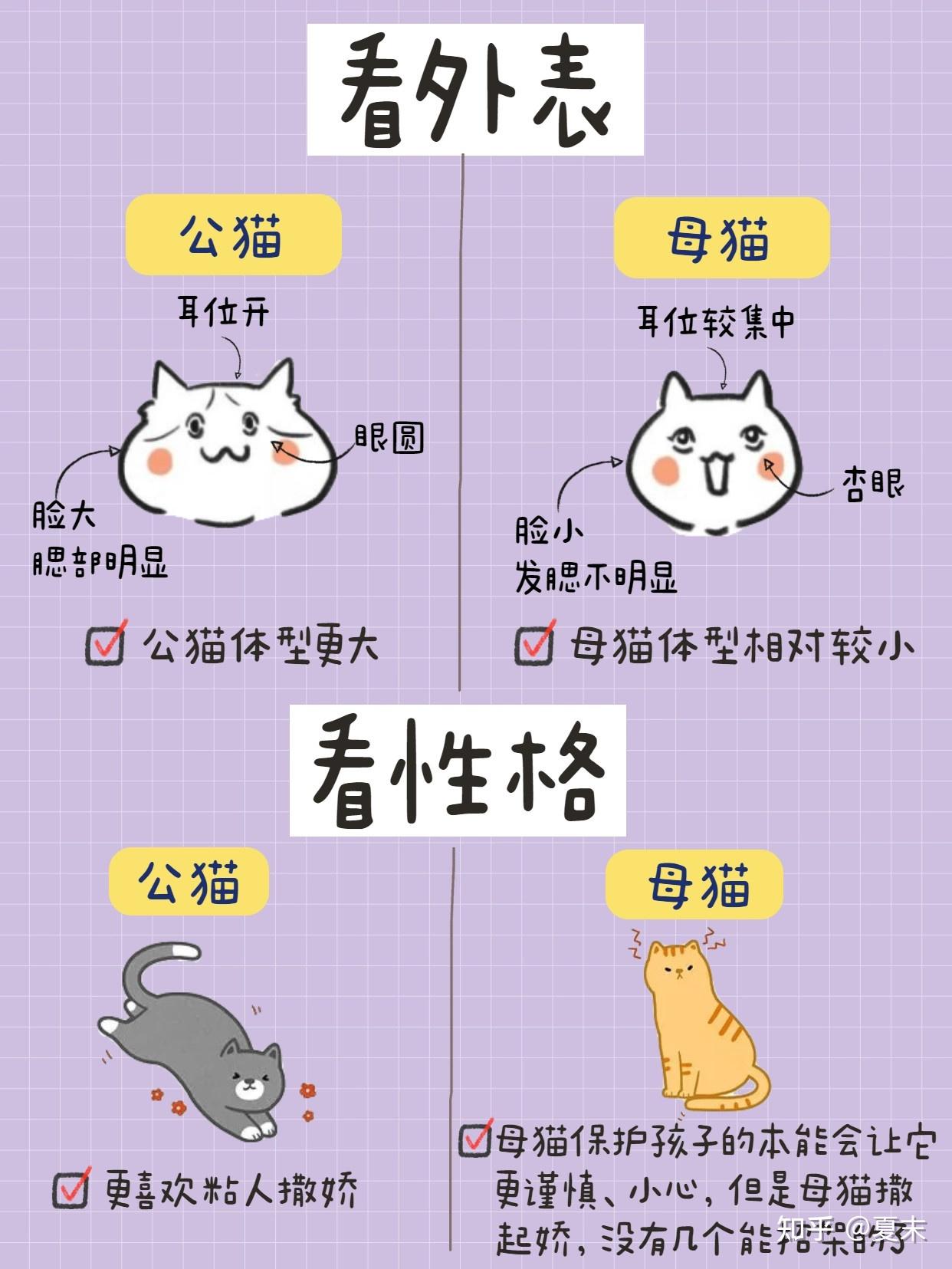 公猫VS母猫，新手养猫，养公猫还是母猫？ - 知乎
