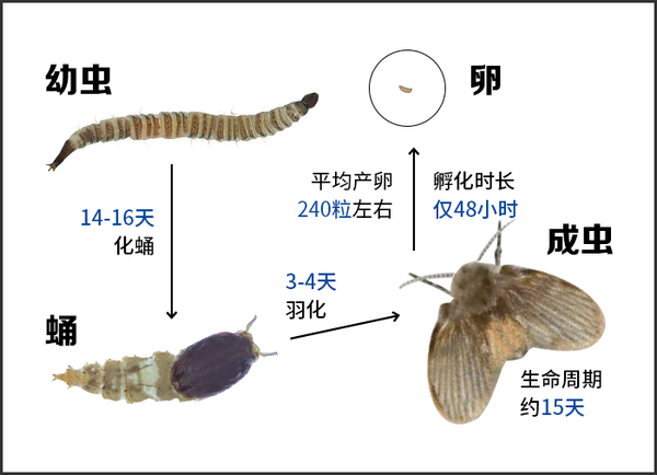 厕所特工——蛾蠓 - 知乎